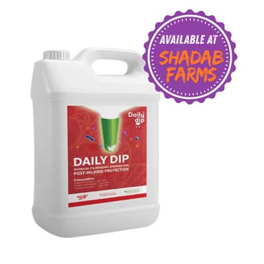 Daily Dip